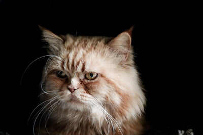 Home Accessories Trending in Design for Like-Minded Pet Lovers