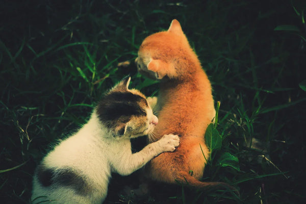 Two cats playing with each other in the grass