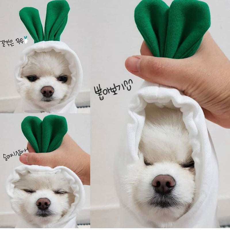 Dog wearing a green bunny hat with a hand holding it, on a white background.