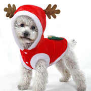 Dog wearing a red reindeer costume with antlers on a white background