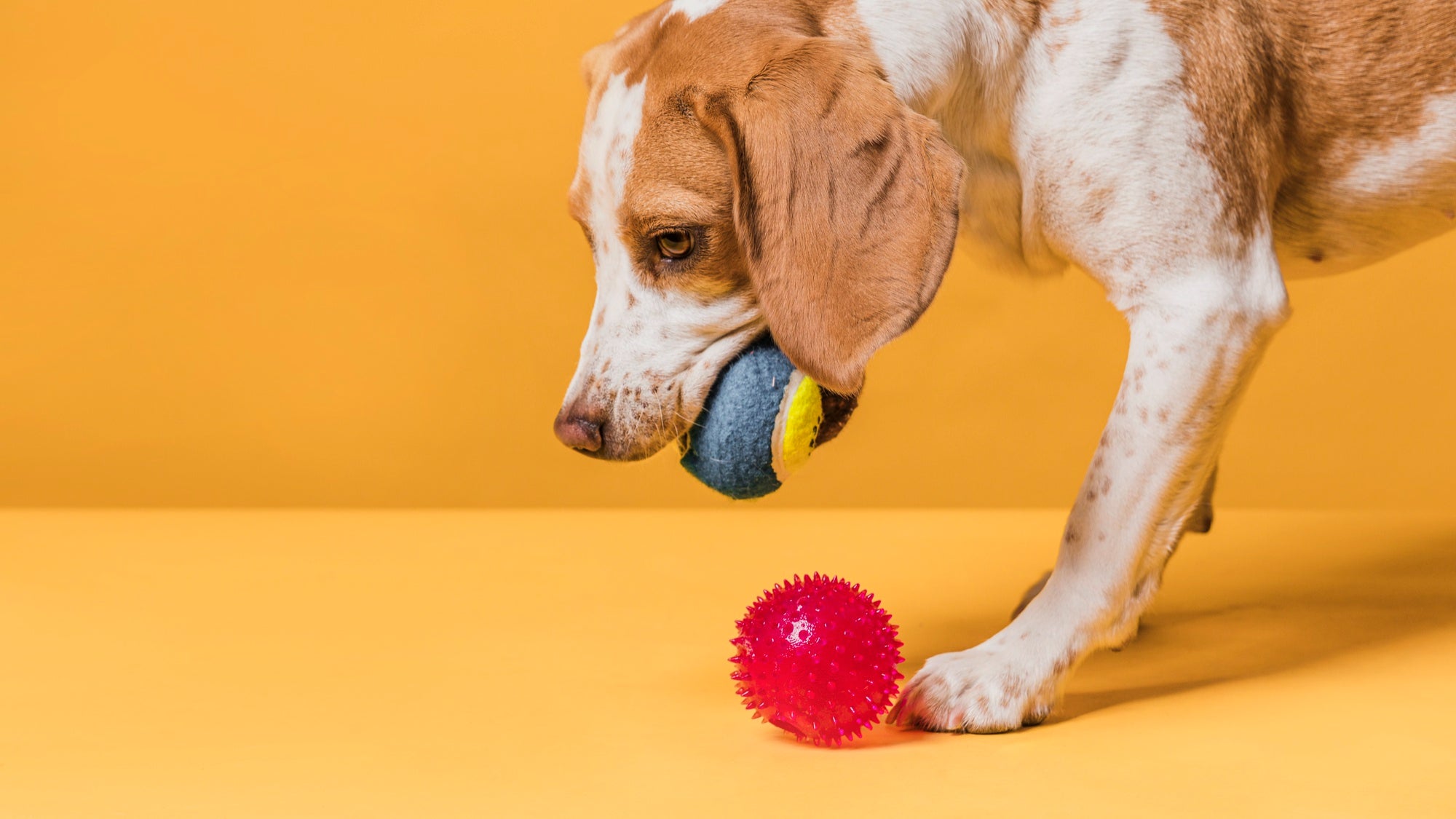 Dog playing with colorful balls on a yellow background