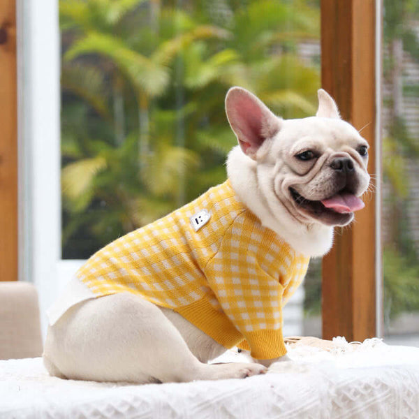 Dog wearing a yellow checkered sweater sitting on a couch with a blurred green outdoor background